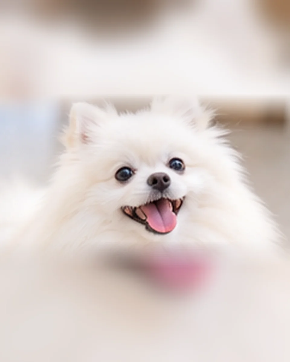 イメージ写真:白い小型犬の笑顔